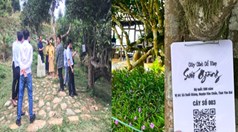 Shan Tuyết Việt Nam: Minh bạch nguồn gốc để gõ cửa thị trường thế giới