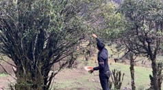 Chè cổ thụ trên đỉnh U Bò: Di sản sống của rừng thiêng Bắc Yên