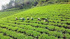 Cuộc chuyển mình của chè Thái Nguyên trước làn sóng tiêu dùng mới