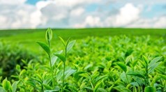 Trà toàn cầu 2025: Sức bật mới từ thức uống lâu đời