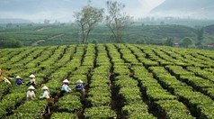 Xuất khẩu chè sang Mỹ lập đỉnh giá mới 