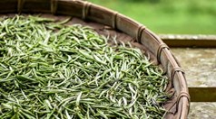 Đánh thức di sản chè Shan tuyết Lũng Cú 