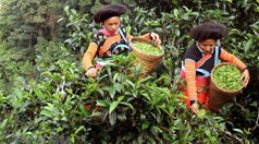 Chè Việt Nam: Lợi thế cạnh tranh và hành trình chinh phục thị trường mới nổi
