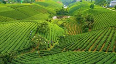 La Bằng trước thềm Festival Trà Quốc tế 2026