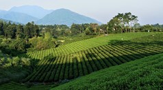 Cổng nhận diện số cho chè Thái Nguyên: Chuẩn hóa dữ liệu để minh bạch hóa thị trường đặc sản
