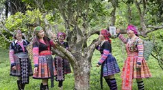 Trà Shan Tuyết: Di sản sống giữa đại ngàn Tây Bắc