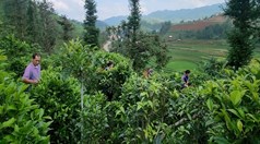 Khi chè Shan tuyết trở thành nông sản chủ lực ở Púng Luông