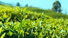 Thị trường chè toàn cầu biến động: Việt Nam chủ động xoay trục để phát triển bền vững