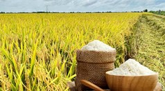 “Hộ chiếu xanh” định hình lại mô hình sản xuất và năng lực cạnh tranh của ngành lúa gạo