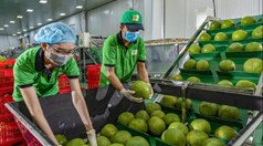 Mở rộng danh mục trái cây xuất khẩu sang Trung Quốc: Cơ hội mới cho bưởi và chanh