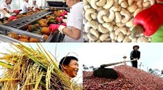 Nông sản Việt Nam xuất khẩu sang Australia cần lưu ý 