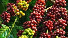 Cà phê, điều và tiêu bứt phá ngoạn mục, phá kỷ lục xuất khẩu