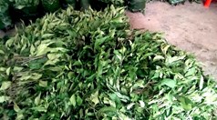 Rau lủi: Từ rau rừng thành sinh kế của người dân nơi đại ngàn