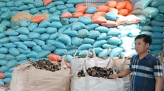 Nông dân Huế làm giàu từ vỏ trấu, góp phần phát triển kinh tế xanh và bền vững