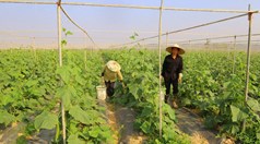 Khơi dậy khát vọng lập nghiệp trên đồng đất quê hương