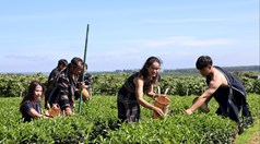 Phát triển vùng chè gắn với du lịch trải nghiệm: Mở hướng đi mới cho kinh tế trà