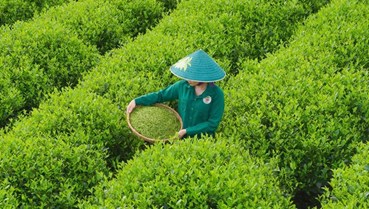 Từ truy xuất nguồn gốc đến vị thế mới của chè Việt