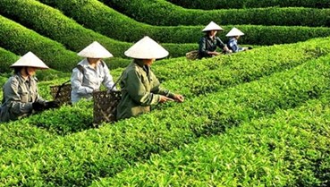 Tiềm năng xuất khẩu trà đặc sản Việt Nam