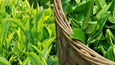 Ngành chè Việt Nam trước cơ hội bứt phá trong năm 2026