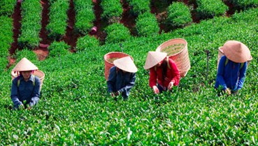 Xuất khẩu chè Việt Nam nửa đầu 2025:  Vượt qua biến động chung nhờ sức bật từ các thị trường trọng điểm