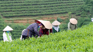 Nông nghiệp là trụ đỡ – Chè là sinh kế chiến lược