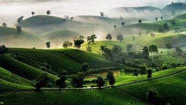 Chè Việt ra thế giới: Xuất khẩu tại chỗ và tư duy toàn cầu