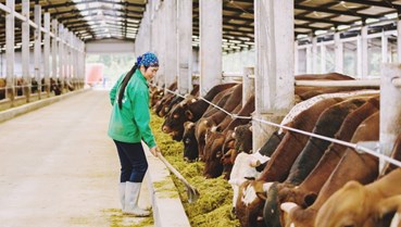 Phát triển chăn nuôi tuần hoàn: "lực đẩy" cho sản phẩm xanh, sạch vươn ra thế giới