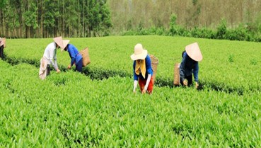 Thị trường Halal: Cánh cửa hội nhập dài hạn cho chè Phú Thọ