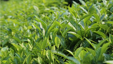 Bức tranh toàn cảnh thị trường trà châu Á – Thái Bình Dương đến năm 2035