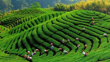 Chè Việt trước bước ngoặt 2026: Từ sản lượng sang giá trị