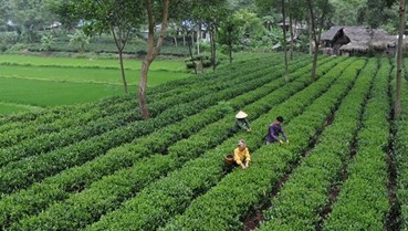Ngành chè Việt Nam: Chuyển dịch chiến lược từ gia công nguyên liệu đến định vị thương hiệu cao cấp