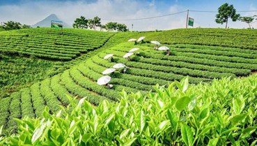 Chè Thái Nguyên bước vào kỷ nguyên số