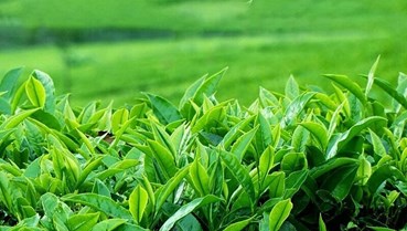 "Gót chân Achilles" của ngành chè Việt