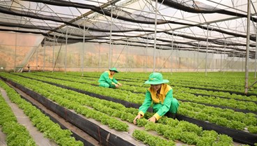 Định vị lại OCOP: 100% truy xuất nguồn gốc và cam kết vì sức khỏe cộng đồng