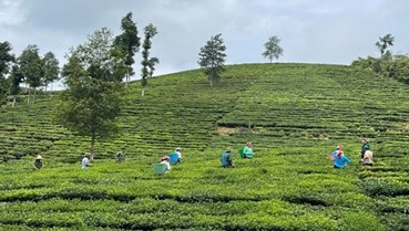 Lào Cai và cuộc cách mạng "xanh hóa" vùng nguyên liệu: Khẳng định vị thế thủ phủ chè hữu cơ miền núi phía Bắc
