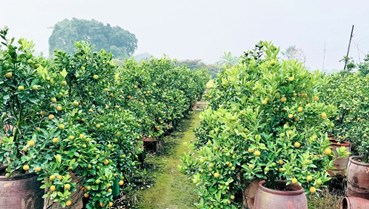 Sắc xuân khởi nhịp: Thị trường đào, quất, hoa Tết 2026 vào mùa rực rỡ