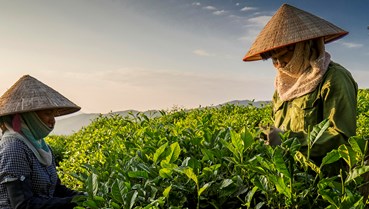 Cây chè thống lĩnh bức tranh OCOP của Thái Nguyên 