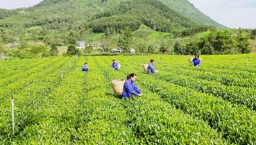 Chè Việt trên bản đồ 5 thị trường tiêu thụ lớn