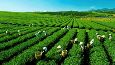 Pakistan: Trụ cột xuất khẩu và chiến lược của chè Việt