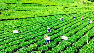 Chè Việt 2026: Tìm động lực từ thị trường mới