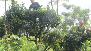 Chè cổ thụ Sơn La: Vàng xanh cho rừng và sinh kế bền vững
