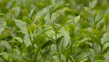 Cuộc cách mạng số trên vùng chè Thái Nguyên