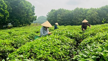 Tuyên Quang - Điểm sáng xuất khẩu chè trong năm 2024