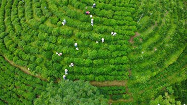 Thái Nguyên: Nơi gìn giữ tinh hoa nghề chè