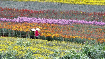 Làng hoa Nhật Tân trước thềm Tết Bính Ngọ: Sắc xuân nở giữa nhiều nỗi lo