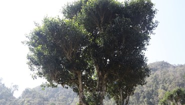 Những cây chè kể chuyện trăm năm trên đỉnh Pha Đét