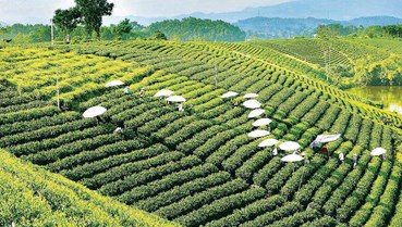 Chè Thái Nguyên: Bản sắc địa phương trong dòng chảy hội nhập toàn cầu