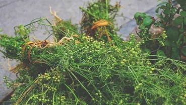 Nao nao hương mùi già - Hương vị không thể thiếu của Tết Việt