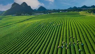 Phi-líp-pin: Điểm sáng mới cho xuất khẩu chè Việt năm 2026