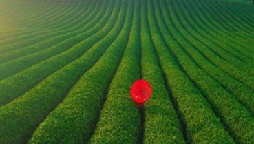 Đồi chè Mộc Châu vào xuân: Khi sắc xanh trở thành điểm hẹn